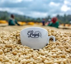 1 Kg Café En Grain Le Dark'n Sweet - Cafés Lugat -Café Boissons Magasin cafeengraincafeslugatmarque