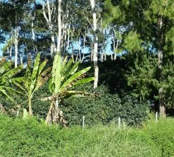 250 G- Café En Grain Coopchebi - LE PIANTAGIONI DEL CAFFE -Café Boissons Magasin cafeengrainlpdcaltopalomar2