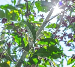 Boite Conservatrice Noire Avec Vide D'air 1kg - Cafés Lugat -Café Boissons Magasin cafeier