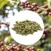1 Kg - Café Vert Bio - Région Tolima - Amérique Du Sud - Lavé - Bio