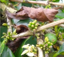 Café En Grains : Inde - Malabar - 1Kg - Cafés Lugat -Café Boissons Magasin inde malabar moussone 2