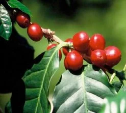 Café En Grains : Inde - Malabar - 1Kg - Cafés Lugat -Café Boissons Magasin inde malabar moussone 3